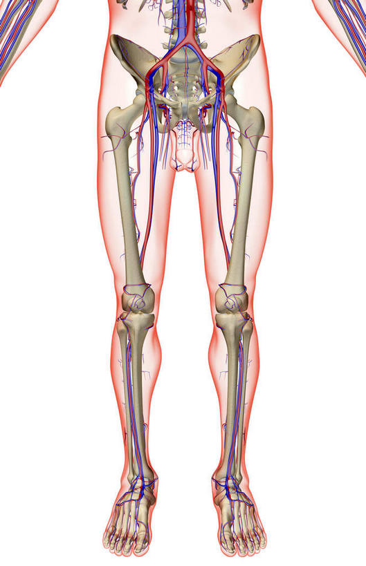 内脏,动脉,静脉,无人,竖图,插画,室内,特写,白天,白色背景,正面,数码,科技,静物,阴影,网络,医学,高光,几何,计算机图形,合成,图画,画,模型,人体,电脑合成图,数码合成图,生物学,人体器官,器官,漫画,生理学,写实,具体,具象,股动脉,股静脉,髂动脉,髂静脉,髂内动脉,髂内静脉,髂外动脉,髂外静脉,彩图