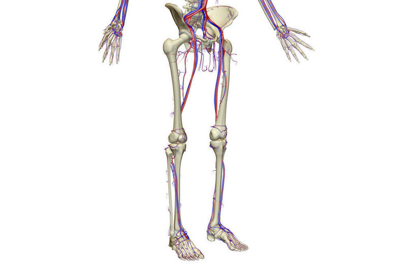 内脏,动脉,静脉,无人,横图,插画,室内,特写,白天,白色背景,正面,数码,科技,静物,阴影,网络,医学,高光,几何,计算机图形,合成,图画,画,模型,人体,电脑合成图,数码合成图,生物学,人体器官,器官,漫画,生理学,写实,具体,具象,股动脉,股静脉,髂动脉,髂静脉,髂内动脉,髂内静脉,髂外动脉,髂外静脉,彩图