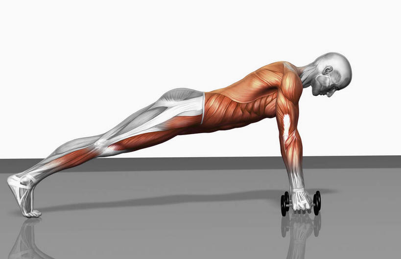 肌肉,健壮,无人,健身房,横图,插画,室内,特写,白天,白色背景,正面,抽象,数码,科技,哑铃,阴影,网络,高光,几何,计算机图形,合成,图画,画,健康,活力,夸张,力量,青春,电脑合成图,数码合成图,强壮,特效,漫画,深奥,背阔肌,二头肌,前锯肌,腹外斜肌,彩图