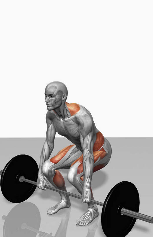 肌肉,健壮,无人,竖图,插画,室内,特写,白天,白色背景,正面,抽象,锻炼,运动,数码,科技,杠铃,阴影,网络,高光,几何,计算机图形,合成,图画,画,健康,活力,夸张,力量,青春,电脑合成图,数码合成图,强壮,特效,漫画,深奥,腓肠肌,腹外斜肌,体育,彩图,健身