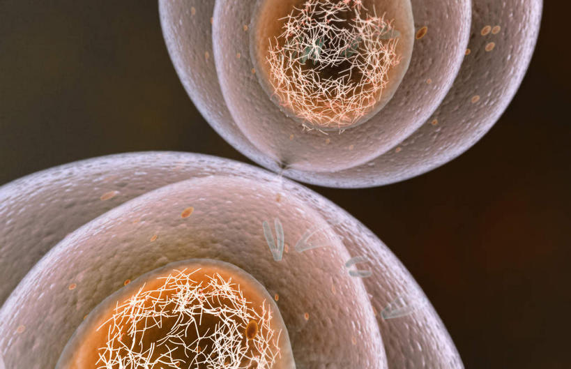 无人,横图,插画,室内,特写,白天,正面,数码,科技,静物,阴影,黑色背景,网络,医学,细胞,高光,几何,计算机图形,合成,图画,画,人体,电脑合成图,数码合成图,生物学,漫画,生理学,写实,具体,具象,有丝分裂,彩图