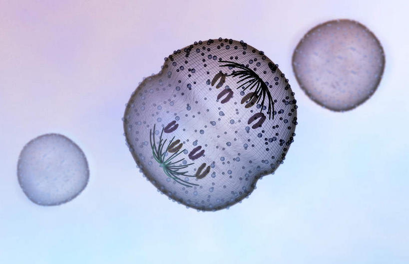 无人,横图,插画,室内,特写,白天,正面,数码,科技,静物,阴影,黑色背景,网络,医学,细胞,高光,几何,计算机图形,合成,图画,画,人体,电脑合成图,数码合成图,生物学,漫画,生理学,写实,具体,具象,有丝分裂,彩图