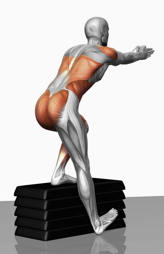 肌肉,健壮,无人,健身房,竖图,插画,室内,特写,白天,白色背景,正面,抽象,数码,科技,阴影,网络,高光,几何,计算机图形,合成,图画,画,健康,活力,夸张,力量,青春,电脑合成图,数码合成图,强壮,特效,漫画,深奥,背阔肌,外斜肌,比目鱼肌,彩图