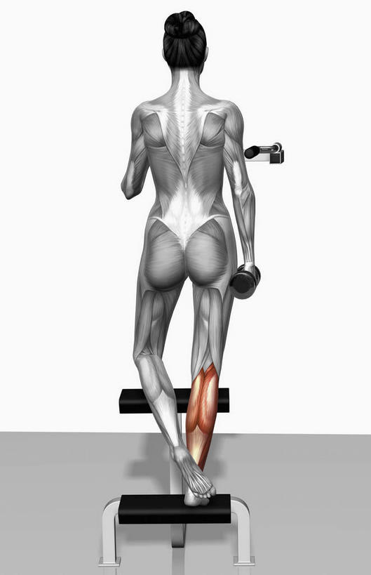 肌肉,健壮,无人,健身房,竖图,插画,室内,特写,白天,白色背景,正面,抽象,数码,科技,哑铃,阴影,网络,高光,几何,计算机图形,合成,图画,画,健康,活力,夸张,力量,青春,电脑合成图,数码合成图,强壮,特效,漫画,深奥,腓肠肌,比目鱼肌,彩图