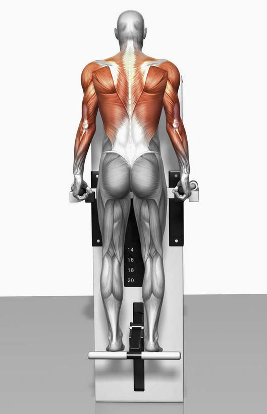 肌肉,健壮,无人,健身房,竖图,插画,室内,特写,白天,白色背景,正面,抽象,数码,科技,阴影,网络,高光,几何,计算机图形,合成,图画,画,健康,活力,夸张,力量,青春,电脑合成图,数码合成图,强壮,特效,漫画,深奥,背阔肌,二头肌,彩图