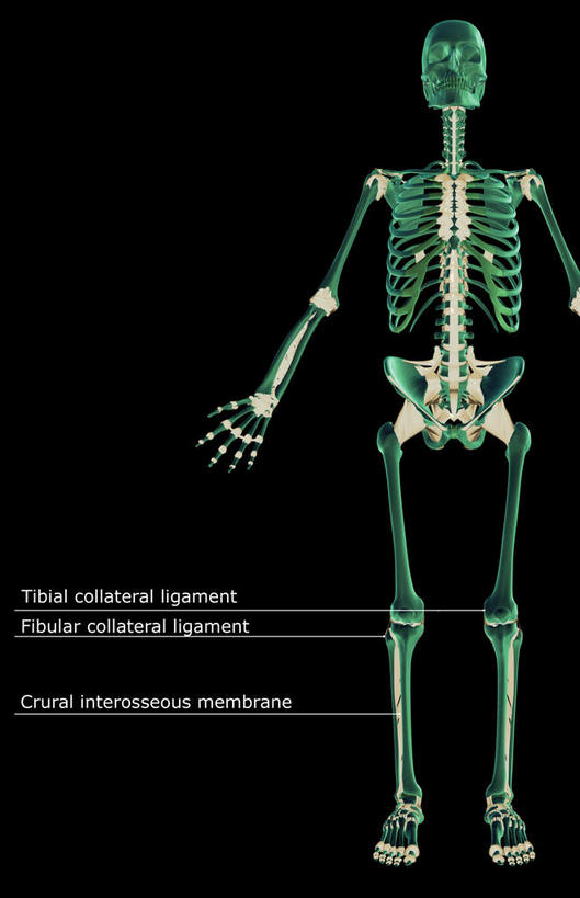 动脉,静脉,骨骼,无人,竖图,插画,室内,特写,白天,正面,数码,科技,静物,阴影,黑色背景,网络,医学,骨头,高光,几何,计算机图形,合成,图画,画,模型,人体,电脑合成图,数码合成图,骨架,生物学,韧带,漫画,生理学,写实,具体,具象,彩图