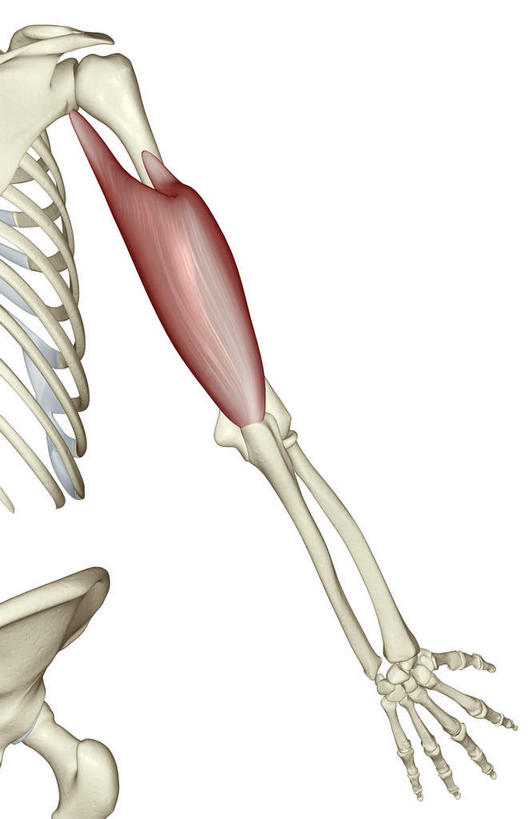 骨骼,肌肉,健壮,无人,竖图,插画,室内,特写,白天,白色背景,正面,抽象,数码,科技,阴影,网络,骨头,高光,几何,计算机图形,合成,图画,画,健康,活力,夸张,力量,青春,电脑合成图,数码合成图,骨架,强壮,特效,漫画,深奥,肱三头肌,彩图