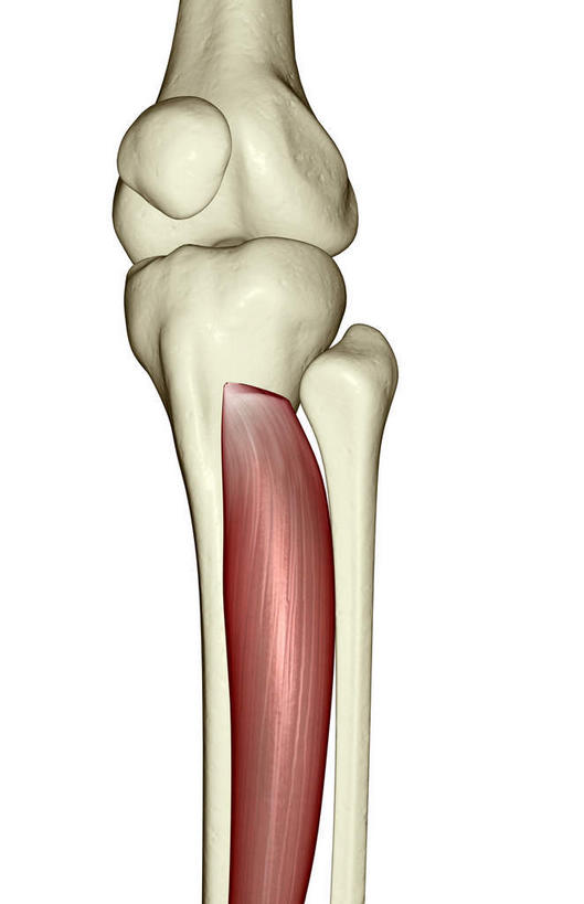 骨骼,肌肉,健壮,无人,竖图,插画,室内,特写,白天,白色背景,正面,抽象,数码,科技,阴影,网络,骨头,高光,几何,计算机图形,合成,图画,画,健康,活力,夸张,力量,青春,电脑合成图,数码合成图,骨架,强壮,特效,漫画,深奥,胫骨前肌,彩图