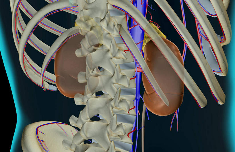 内脏,肾脏,动脉,静脉,无人,横图,插画,室内,特写,白天,白色背景,正面,数码,科技,静物,阴影,网络,医学,高光,几何,计算机图形,合成,图画,画,模型,人体,轮廓,电脑合成图,数码合成图,生物学,人体器官,器官,漫画,生理学,写实,具体,具象,彩图