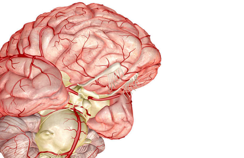 脑,无人,横图,插画,室内,特写,白天,白色背景,正面,数码,科技,大脑,阴影,网络,高光,几何,计算机图形,合成,图画,画,电脑合成图,数码合成图,漫画,小脑,写实,具体,具象,基底节,中脑,大脑皮质,脑部,脑子,彩图