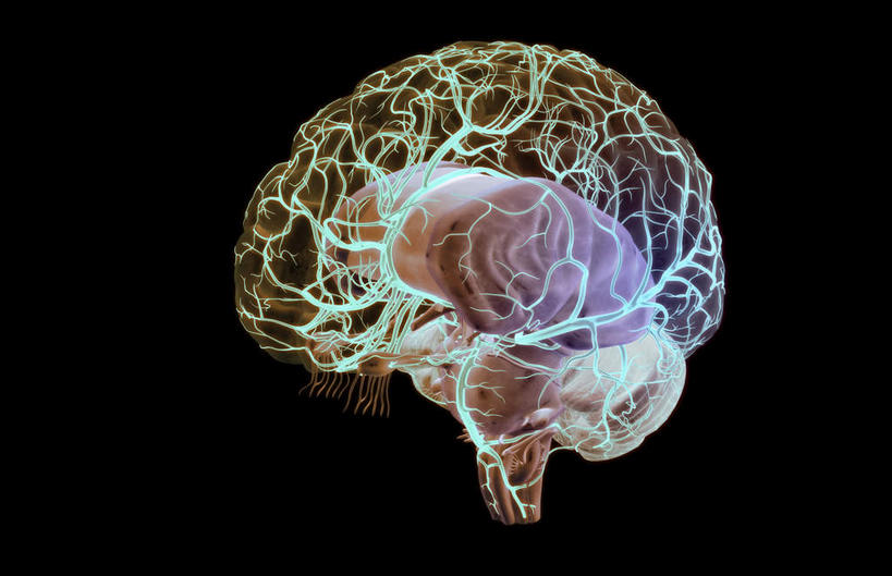 脑,血管,无人,横图,插画,室内,特写,白天,正面,数码,科技,大脑,阴影,黑色背景,网络,高光,几何,计算机图形,合成,图画,画,轮廓,电脑合成图,数码合成图,漫画,小脑,写实,具体,具象,股二头肌,基底节,中脑,大脑皮质,脑动脉,脑部,脑子,彩图