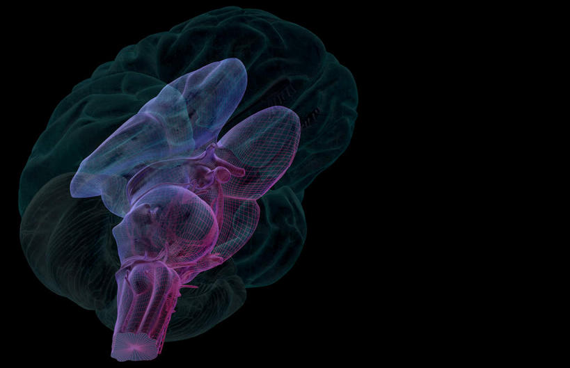 脑,动脉,静脉,无人,横图,插画,室内,特写,白天,正面,数码,科技,静物,大脑,阴影,黑色背景,局部,网络,医学,光芒,高光,几何,计算机图形,合成,图画,画,模型,生物,人体,部分,电脑合成图,数码合成图,生物学,人体器官,器官,沟壑,漫画,小脑,脑干,生理学,写实,具体,具象,大脑皮层,端脑,沟,灰质,回,间脑,脑下垂体,听神经,滑车神经,脑神经,三叉神经,视交叉,视神经,外展神经,延髓,基底节,动眼神经,视束,髓质,面神经,彩图,大脑半球