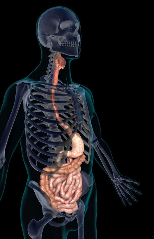 腹部,内脏,肠,动脉,静脉,骨骼,十二指肠,无人,竖图,插画,室内,特写,白天,正面,数码,科技,静物,阴影,黑色背景,局部,网络,医学,骨头,光芒,高光,几何,计算机图形,合成,图画,画,蓝色,模型,人体,皮肤,部分,电脑合成图,数码合成图,骨架,生物学,人体器官,器官,漫画,生理学,写实,具体,具象,横结肠,空肠,升结肠,肠癌,咽,大肠,盲肠,小肠,直肠,半身,彩图,消化系统