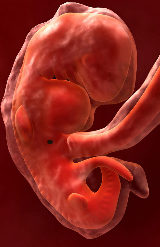 孕妇,子宫,一个人,竖图,插画,室内,特写,白天,正面,数码,科技,仅一个人,阴影,网络,高光,几何,计算机图形,合成,图画,画,怀孕,生长,成长,电脑合成图,数码合成图,胎儿,待产,发育,脐带,漫画,孕育,写实,具体,具象,妊娠,准妈妈,产妇,彩图,全身,胚胎