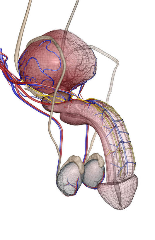 动脉,静脉,睾丸,无人,竖图,插画,室内,特写,白天,白色背景,正面,数码,科技,静物,阴影,局部,网络,医学,高光,几何,计算机图形,合成,图画,画,模型,人体,部分,电脑合成图,数码合成图,生物学,人体器官,器官,漫画,泌尿系统,输尿管,生理学,写实,具体,具象,肾上腺,男性生殖器官,彩图
