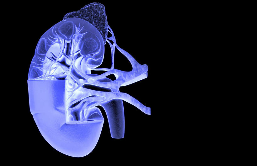 内脏,肾脏,动脉,静脉,无人,横图,插画,室内,特写,白天,正面,数码,科技,静物,阴影,黑色背景,局部,网络,医学,光芒,高光,几何,计算机图形,合成,图画,画,蓝色,模型,人体,部分,电脑合成图,数码合成图,生物学,人体器官,器官,漫画,输尿管,生理学,写实,具体,具象,肾上腺,肾静脉,弓状动脉,段动脉,彩图