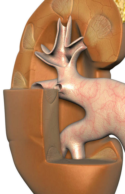内脏,肾脏,动脉,静脉,无人,竖图,插画,室内,特写,白天,白色背景,正面,数码,科技,静物,阴影,局部,网络,医学,高光,几何,计算机图形,合成,图画,画,模型,人体,部分,电脑合成图,数码合成图,生物学,人体器官,器官,漫画,生理学,写实,具体,具象,肾窦,髓质,肾皮质,肾髓质,彩图