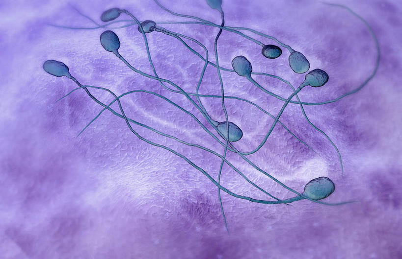 无人,横图,插画,室内,特写,白天,正面,数码,科技,静物,阴影,网络,医学,细胞,高光,几何,计算机图形,合成,图画,画,精子,人体,电脑合成图,数码合成图,生物学,卵子,漫画,生理学,写实,具体,具象,彩图