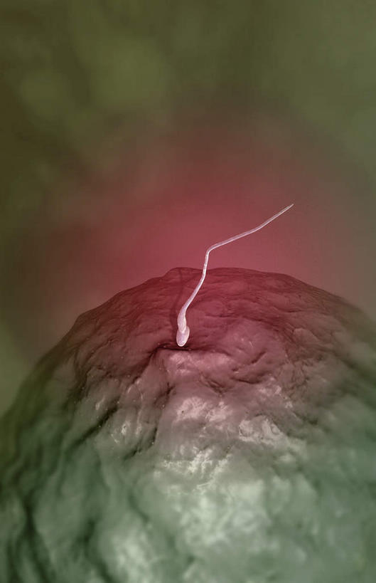 无人,竖图,插画,室内,特写,白天,正面,数码,科技,静物,阴影,网络,医学,细胞,高光,几何,计算机图形,合成,图画,画,精子,人体,电脑合成图,数码合成图,生物学,卵子,漫画,生理学,写实,具体,具象,彩图,受精卵