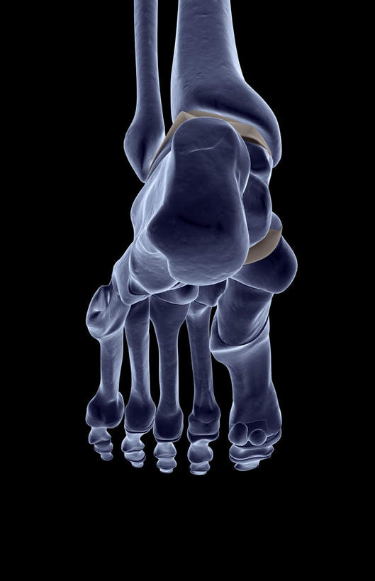 腿部,脚,脚趾,动脉,静脉,骨骼,脚后跟,脚背,踝,腿,无人,竖图,插画,x光片,室内,特写,白天,正面,数码,科技,静物,阴影,黑色背景,局部,辐射,科学,网络,医学,骨头,光芒,高光,几何,计算机图形,合成,图画,画,模型,人体,部分,电脑合成图,数码合成图,骨架,医疗,生物学,科学技术,x射线,x光,漫画,生理学,写实,具体,具象,跗骨,趾骨,蹠骨,脚底,半身,彩图,电磁波,电磁辐射