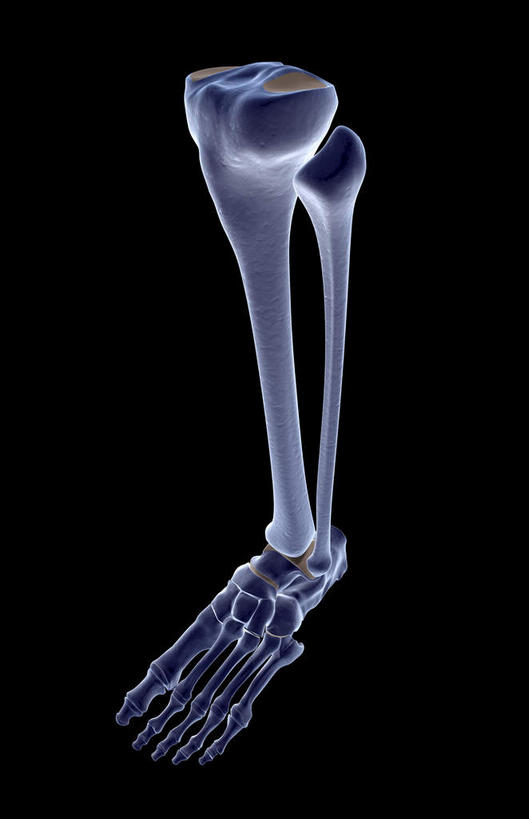 腿部,脚,脚趾,动脉,静脉,骨骼,脚后跟,脚背,踝,腿,无人,竖图,插画,x光片,室内,特写,白天,正面,数码,科技,静物,阴影,黑色背景,局部,辐射,科学,网络,医学,骨头,光芒,高光,几何,计算机图形,合成,图画,画,模型,人体,部分,电脑合成图,数码合成图,骨架,医疗,生物学,科学技术,x射线,x光,漫画,生理学,写实,具体,具象,髌骨,腓骨,跗骨,胫骨,趾骨,蹠骨,脚底,半身,彩图,电磁波,电磁辐射