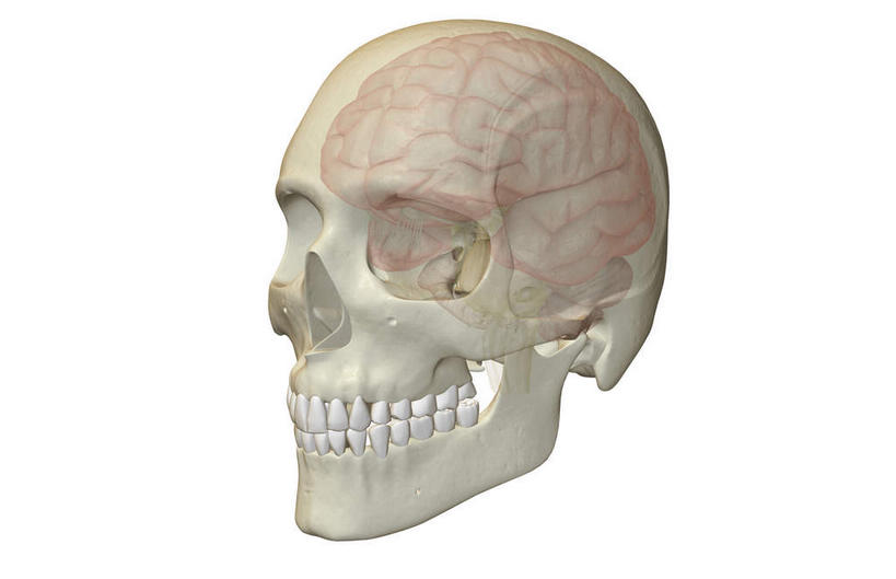 颅骨,动脉,静脉,骨骼,无人,横图,插画,室内,特写,白天,白色背景,正面,数码,科技,静物,大脑,阴影,局部,网络,医学,骨头,光芒,高光,几何,计算机图形,合成,图画,画,红色,模型,人体,部分,电脑合成图,数码合成图,骨架,生物学,器官,沟壑,漫画,小脑,脑干,生理学,写实,具体,具象,鼻骨,大脑皮层,顶骨,端脑,额骨,沟,灰质,回,间脑,颞骨,下颌骨,颧骨,桥脑,头盖骨,半身,彩图