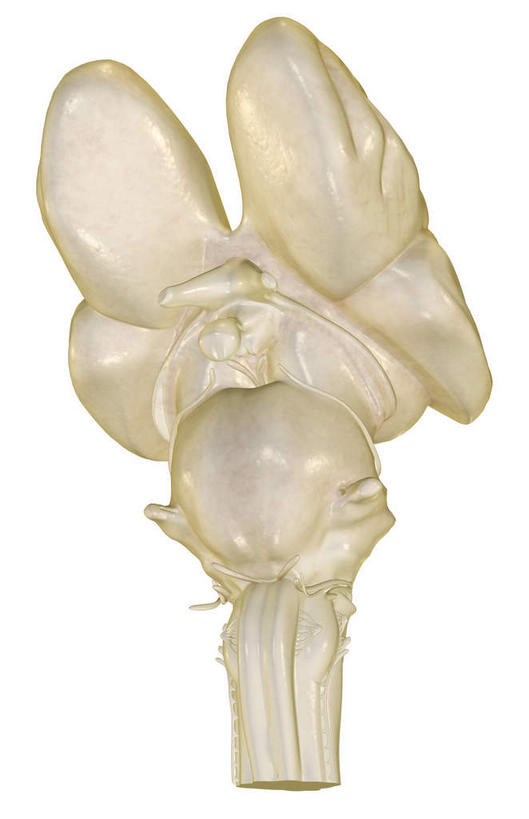 动脉,静脉,无人,竖图,插画,室内,特写,白天,白色背景,正面,数码,科技,静物,大脑,阴影,局部,网络,医学,高光,几何,计算机图形,合成,图画,画,模型,人体,部分,电脑合成图,数码合成图,生物学,器官,沟壑,漫画,小脑,脑干,生理学,写实,具体,具象,大脑皮层,端脑,沟,灰质,回,间脑,脑下垂体,滑车神经,三叉神经,视交叉,视神经,外展神经,延髓,彩图