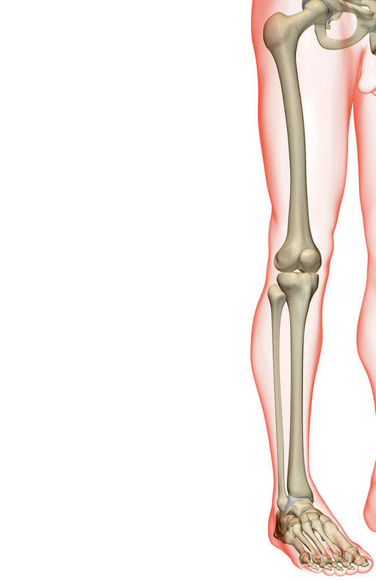 动脉,静脉,骨骼,无人,竖图,插画,x光片,室内,特写,白天,白色背景,正面,数码,科技,静物,阴影,局部,辐射,科学,网络,医学,骨头,光芒,高光,几何,计算机图形,合成,图画,画,红色,模型,人体,部分,电脑合成图,数码合成图,骨架,医疗,生物学,科学技术,x射线,x光,漫画,生理学,写实,具体,具象,髌骨,腓骨,跗骨,股骨,胫骨,髋骨,趾骨,蹠骨,半身,彩图,电磁波,电磁辐射