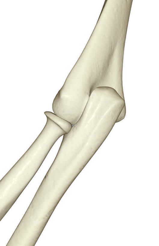 动脉,静脉,骨骼,无人,竖图,插画,室内,特写,白天,白色背景,正面,数码,科技,静物,阴影,局部,网络,医学,骨头,高光,几何,计算机图形,合成,图画,画,模型,人体,部分,电脑合成图,数码合成图,骨架,生物学,漫画,生理学,写实,具体,具象,手肘,肘骨,半身,彩图