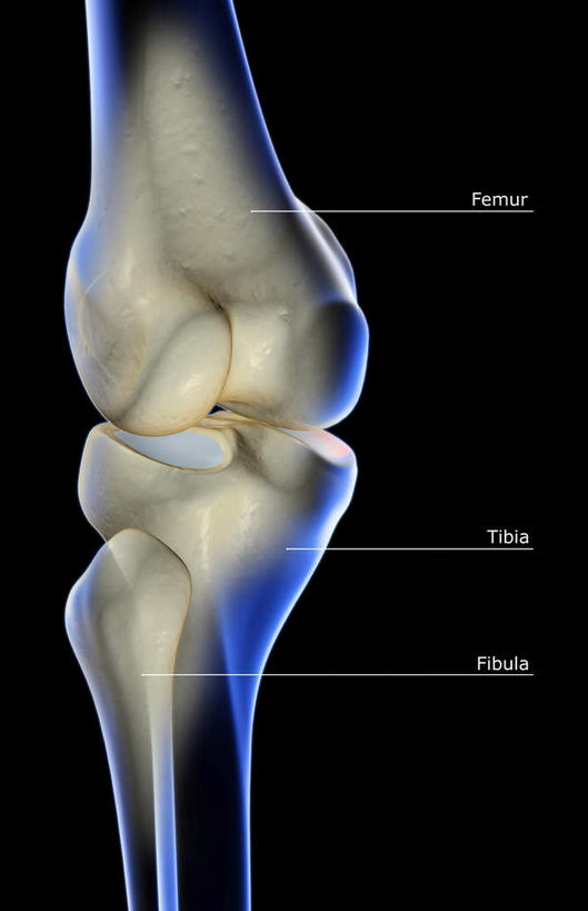 动脉,静脉,骨骼,无人,医院,竖图,插画,x光片,室内,特写,白天,正面,数码,科技,静物,阴影,局部,辐射,科学,网络,医学,英文,标志,文字,字符,字母,骨头,高光,几何,计算机图形,合成,图画,标识,画,模型,人体,英文字母,部分,电脑合成图,数码合成图,骨架,医疗,生物学,科学技术,x射线,x光,漫画,医疗机构,生理学,写实,具体,具象,髌骨,内上髁,外侧髁,外上髁,半身,彩图,病院,诊所,电磁波,电磁辐射
