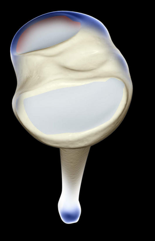 动脉,静脉,骨骼,无人,医院,竖图,插画,x光片,室内,特写,白天,正面,数码,科技,静物,阴影,局部,辐射,科学,网络,医学,骨头,高光,几何,计算机图形,合成,图画,画,模型,人体,部分,电脑合成图,数码合成图,骨架,医疗,生物学,科学技术,x射线,x光,漫画,医疗机构,生理学,写实,具体,具象,胫骨,胫骨内侧髁,半身,彩图,病院,诊所,电磁波,电磁辐射