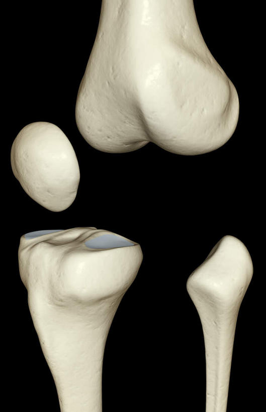 动脉,静脉,骨骼,无人,竖图,插画,室内,特写,白天,正面,数码,科技,静物,阴影,黑色背景,局部,网络,医学,骨头,高光,几何,计算机图形,合成,图画,画,模型,人体,部分,电脑合成图,数码合成图,骨架,生物学,漫画,生理学,写实,具体,具象,髌骨,股骨髁骨,胫骨内侧髁,半身,彩图