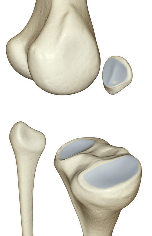 动脉,静脉,骨骼,无人,竖图,插画,室内,特写,白天,白色背景,正面,数码,科技,静物,阴影,局部,网络,医学,骨头,高光,几何,计算机图形,合成,图画,画,模型,人体,部分,电脑合成图,数码合成图,骨架,生物学,漫画,生理学,写实,具体,具象,髌骨,股骨髁骨,胫骨内侧髁,内上髁,外侧髁,外上髁,半身,彩图