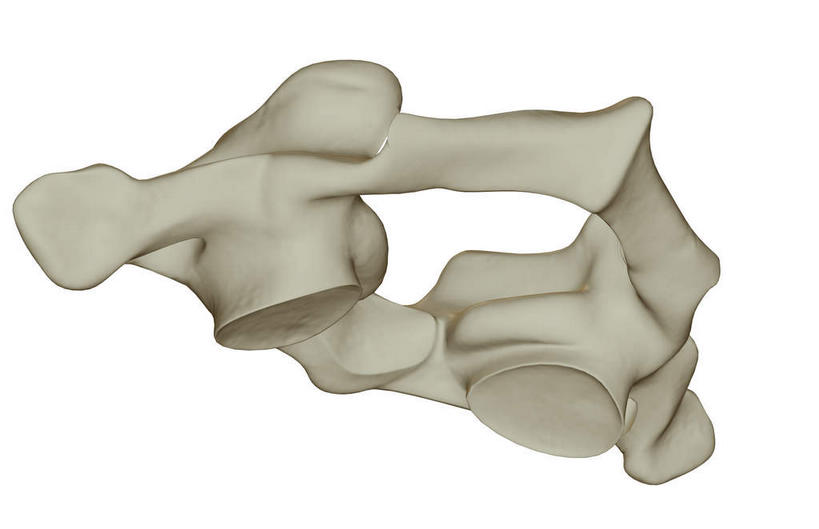 动脉,静脉,骨骼,无人,横图,插画,室内,特写,白天,白色背景,正面,数码,科技,静物,阴影,局部,网络,医学,骨头,高光,几何,计算机图形,合成,图画,画,模型,人体,部分,电脑合成图,数码合成图,骨架,生物学,漫画,生理学,写实,具体,具象,颈椎,椎骨,颈椎骨,半身,彩图
