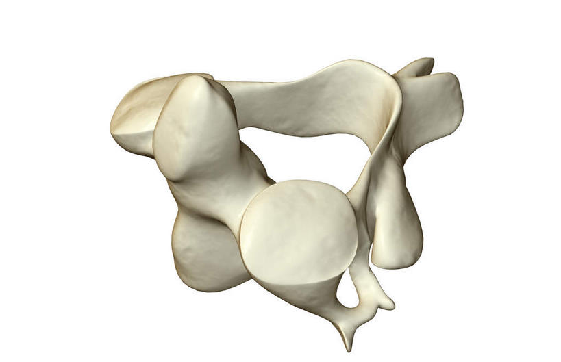 脊髓,动脉,静脉,骨骼,脊椎,无人,横图,插画,x光片,室内,特写,白天,白色背景,正面,数码,科技,静物,阴影,辐射,科学,网络,医学,骨头,高光,几何,计算机图形,合成,图画,画,一个,模型,人体,单个,电脑合成图,数码合成图,骨架,医疗,生物学,科学技术,x射线,x光,漫画,生理学,写实,具体,具象,椎骨,脊柱,半身,彩图,电磁波,电磁辐射