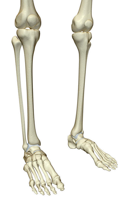 膝关节,动脉,静脉,骨骼,关节,无人,竖图,插画,x光片,室内,特写,白天,白色背景,正面,数码,科技,静物,阴影,辐射,科学,网络,医学,骨头,高光,几何,计算机图形,合成,图画,画,模型,人体,电脑合成图,数码合成图,骨架,医疗,生物学,科学技术,x射线,腿骨,x光,漫画,生理学,写实,具体,具象,髌骨,足骨,彩图,电磁波,电磁辐射