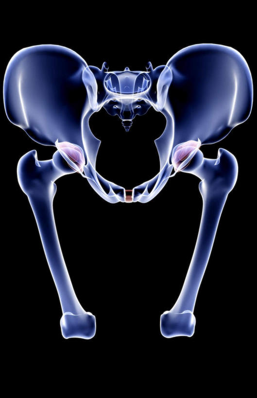 动脉,静脉,骨骼,无人,竖图,插画,x光片,室内,特写,白天,正面,数码,科技,静物,阴影,黑色背景,辐射,科学,网络,医学,骨头,高光,几何,计算机图形,合成,图画,画,模型,人体,电脑合成图,数码合成图,骨架,医疗,生物学,科学技术,x射线,x光,漫画,生理学,写实,具体,具象,股骨,耻骨,坐骨,彩图,电磁波,电磁辐射
