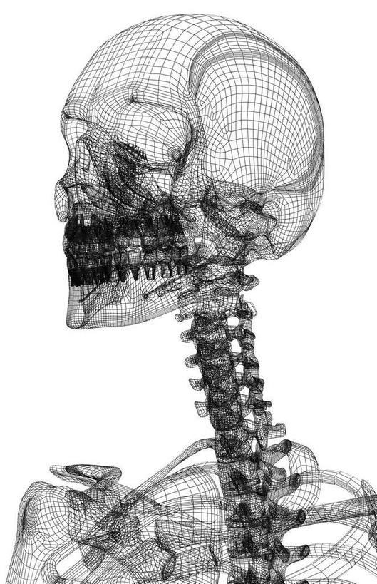 颅骨,锁骨,动脉,静脉,骨骼,脊椎,无人,竖图,插画,x光片,室内,特写,白天,白色背景,正面,数码,科技,静物,阴影,辐射,科学,网络,医学,头骨,骨头,高光,几何,计算机图形,合成,图画,画,模型,人体,电脑合成图,数码合成图,骨架,医疗,生物学,科学技术,x射线,x光,漫画,生理学,写实,具体,具象,颈椎,椎骨,脊椎骨,面颊骨,面颅骨,脊柱,头盖骨,彩图,电磁波,电磁辐射