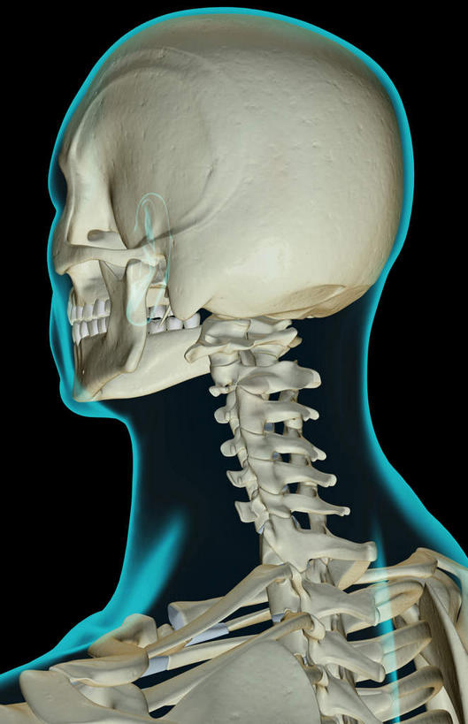 颅骨,锁骨,动脉,静脉,骨骼,脊椎,无人,竖图,插画,x光片,室内,特写,白天,正面,数码,科技,静物,阴影,黑色背景,辐射,科学,网络,医学,头骨,线条,骨头,高光,几何,计算机图形,合成,图画,画,模型,人体,轮廓,电脑合成图,数码合成图,骨架,医疗,生物学,科学技术,x射线,x光,漫画,生理学,写实,具体,具象,颈椎,椎骨,脊椎骨,面颊骨,面颅骨,脊柱,头盖骨,半身,彩图,电磁波,电磁辐射
