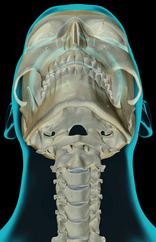 颅骨,动脉,静脉,骨骼,脊椎,无人,竖图,插画,x光片,室内,特写,白天,正面,数码,科技,静物,阴影,黑色背景,辐射,科学,网络,医学,头骨,线条,骨头,高光,几何,计算机图形,合成,图画,画,模型,人体,轮廓,电脑合成图,数码合成图,骨架,医疗,生物学,科学技术,x射线,x光,漫画,生理学,写实,具体,具象,颚骨,颈椎,椎骨,脊椎骨,面颊骨,面颅骨,下颌骨,脊柱,头盖骨,半身,彩图,电磁波,电磁辐射