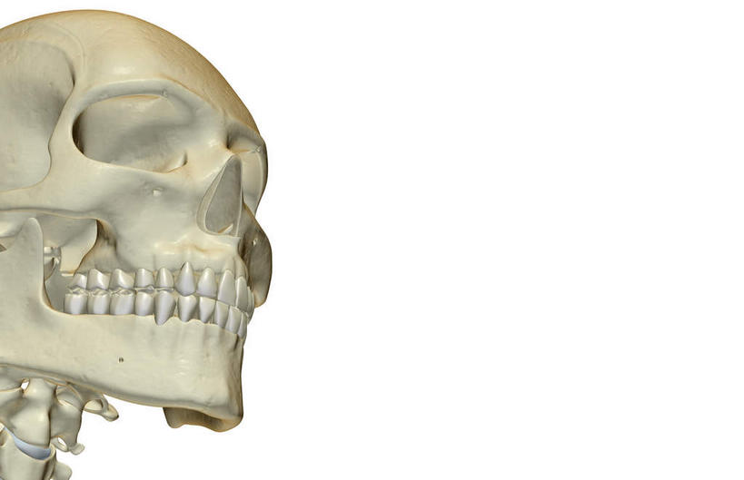 颅骨,动脉,静脉,骨骼,脊椎,无人,横图,插画,x光片,室内,特写,白天,白色背景,正面,数码,科技,静物,阴影,辐射,科学,网络,医学,头骨,骨头,高光,几何,计算机图形,合成,图画,画,模型,人体,电脑合成图,数码合成图,骨架,医疗,生物学,科学技术,x射线,x光,漫画,生理学,写实,具体,具象,颚骨,颈椎,椎骨,脊椎骨,面颊骨,面颅骨,下颌骨,脊柱,头盖骨,彩图,电磁波,电磁辐射