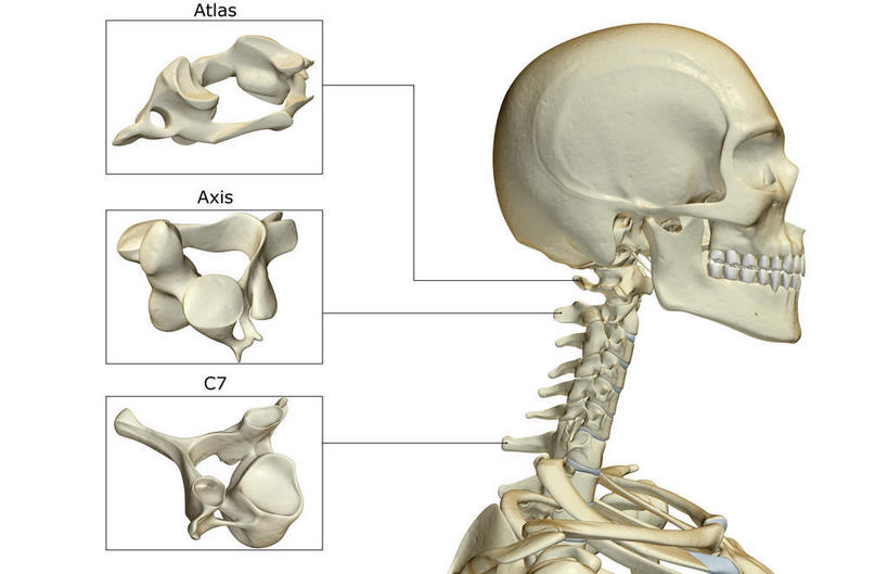 颅骨,动脉,静脉,骨骼,脊椎,无人,横图,插画,x光片,室内,特写,白天,白色背景,正面,数码,科技,静物,阴影,辐射,科学,网络,医学,英文,标志,头骨,文字,字符,字母,骨头,高光,几何,计算机图形,合成,图画,方向,标识,箭头,画,模型,解说,人体,说明,英文字母,电脑合成图,数码合成图,骨架,医疗,生物学,科学技术,x射线,指向,x光,漫画,生理学,写实,具体,具象,簇,颈椎,椎骨,阐明,申明,注解,注明,脊椎骨,面颊骨,脊柱,头盖骨,彩图,电磁波,电磁辐射