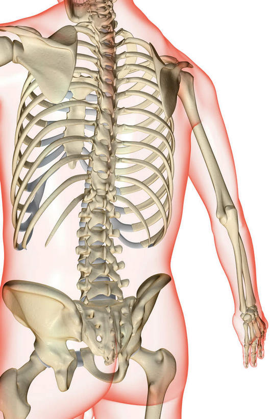 动脉,静脉,骨骼,脊椎,无人,竖图,插画,x光片,室内,特写,白天,白色背景,正面,数码,科技,静物,阴影,辐射,科学,网络,医学,骨头,高光,几何,计算机图形,合成,图画,画,模型,人体,电脑合成图,数码合成图,骨架,医疗,生物学,科学技术,x射线,手骨,x光,漫画,生理学,写实,具体,具象,肱骨,股骨,髋骨,桡骨,尾骨,椎骨,脊椎骨,脊柱,半身,彩图,电磁波,电磁辐射