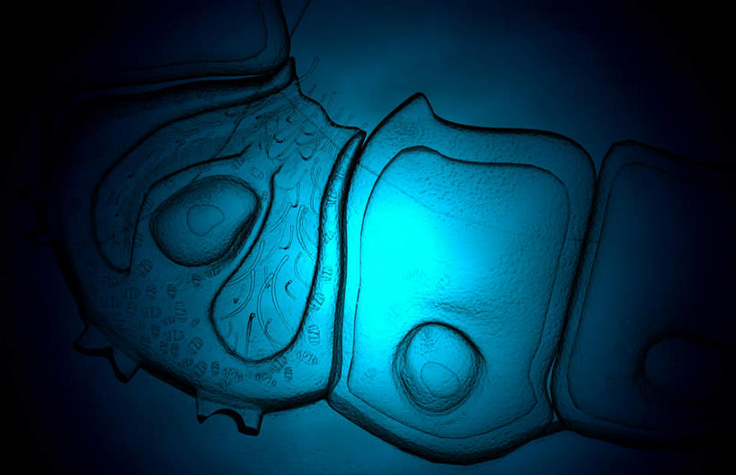 无人,横图,插画,室内,特写,白天,正面,数码,科技,静物,阴影,黑色背景,网络,医学,细胞,高光,几何,计算机图形,合成,图画,画,人体,电脑合成图,数码合成图,生物学,漫画,生理学,写实,具体,具象,胃壁,胃酸,胃腺,彩图,消化系统