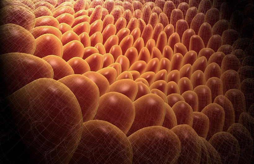 内脏,肠,动脉,静脉,十二指肠,无人,横图,插画,室内,白天,白色背景,正面,数码,科技,静物,许多,阴影,网络,医学,绒毛,高光,几何,计算机图形,合成,图画,画,模型,粘液,人体,电脑合成图,数码合成图,生物学,人体器官,器官,漫画,生理学,写实,具体,具象,黏膜,大肠,盲肠,小肠,直肠,彩图