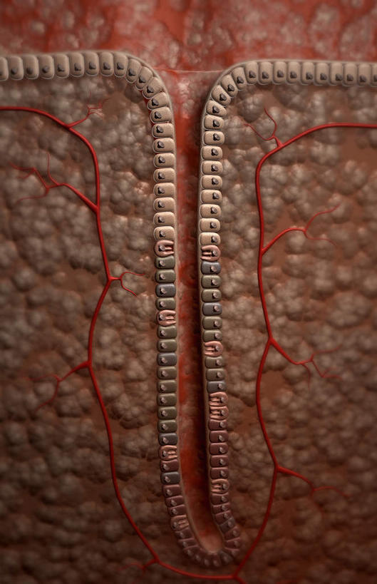 内脏,动脉,静脉,无人,竖图,插画,室内,白天,正面,数码,科技,静物,阴影,网络,医学,高光,几何,计算机图形,合成,图画,画,模型,人体,电脑合成图,数码合成图,生物学,人体器官,器官,漫画,生理学,写实,具体,具象,壁细胞,黏膜,胃壁,胃腺,胃小凹,彩图