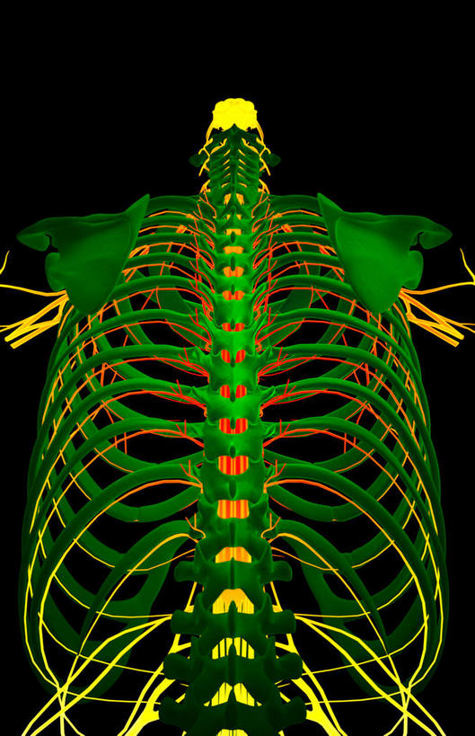 锁骨,肩胛骨,神经,动脉,静脉,骨骼,胸骨,肋骨,脊椎,无人,竖图,插画,x光片,室内,特写,白天,正面,数码,科技,静物,阴影,黑色背景,辐射,科学,网络,医学,骨头,高光,几何,计算机图形,合成,图画,画,模型,人体,电脑合成图,数码合成图,骨架,医疗,生物学,科学技术,x射线,x光,漫画,生理学,写实,具体,具象,椎骨,尺神经,脊椎骨,颈神经,肋间神经,桡神经,胸神经,腋神经,脊柱,彩图,电磁波,电磁辐射