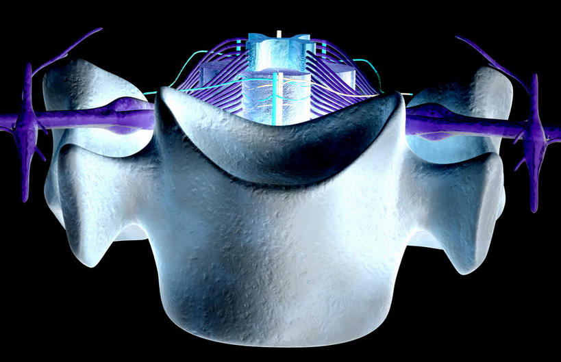 动脉,静脉,骨骼,脊椎,无人,横图,插画,x光片,室内,特写,白天,正面,数码,科技,静物,阴影,黑色背景,辐射,科学,网络,医学,骨头,高光,几何,计算机图形,合成,图画,画,一个,模型,人体,单个,电脑合成图,数码合成图,骨架,医疗,生物学,科学技术,x射线,x光,漫画,生理学,写实,具体,具象,神经根,椎骨,背根神经节,脊椎骨,腰椎,脊柱,彩图,电磁波,电磁辐射