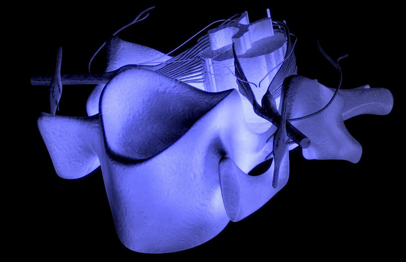 动脉,静脉,骨骼,脊椎,无人,横图,插画,x光片,室内,特写,白天,正面,数码,科技,静物,阴影,黑色背景,辐射,科学,网络,医学,骨头,高光,几何,计算机图形,合成,图画,画,一个,模型,人体,单个,电脑合成图,数码合成图,骨架,医疗,生物学,科学技术,x射线,x光,漫画,生理学,写实,具体,具象,神经根,椎骨,背根神经节,脊椎骨,腰椎,脊柱,彩图,电磁波,电磁辐射