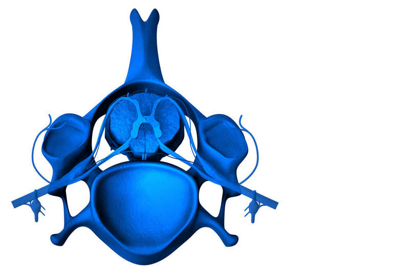 动脉,静脉,骨骼,脊椎,无人,横图,插画,x光片,室内,特写,白天,白色背景,正面,数码,科技,静物,阴影,辐射,科学,网络,医学,骨头,高光,几何,计算机图形,合成,图画,画,模型,人体,电脑合成图,数码合成图,骨架,医疗,生物学,科学技术,x射线,x光,漫画,生理学,写实,具体,具象,神经根,椎骨,脊椎骨,神经细胞,腰椎,脊柱,彩图,电磁波,电磁辐射